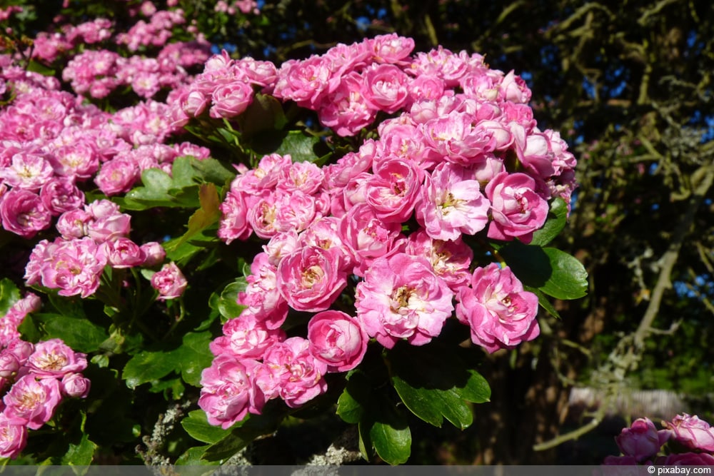 echter Rotdorn - Crataegus laevigata