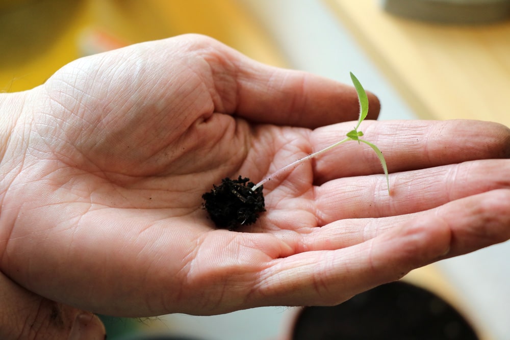 junge Tomatenpflanze in der Hand