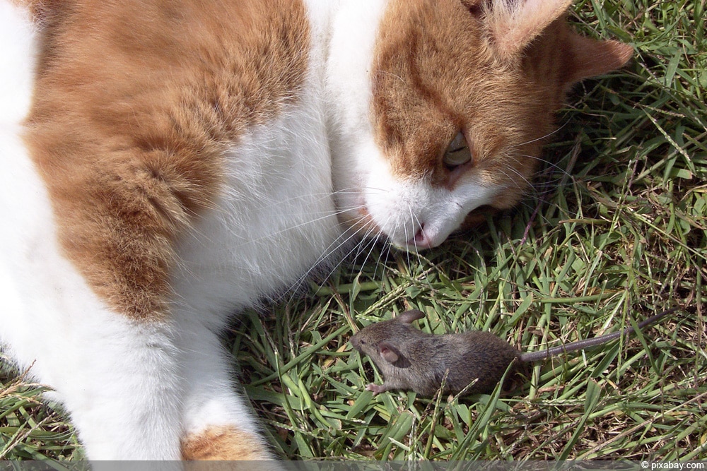 Wie Katz und Maus