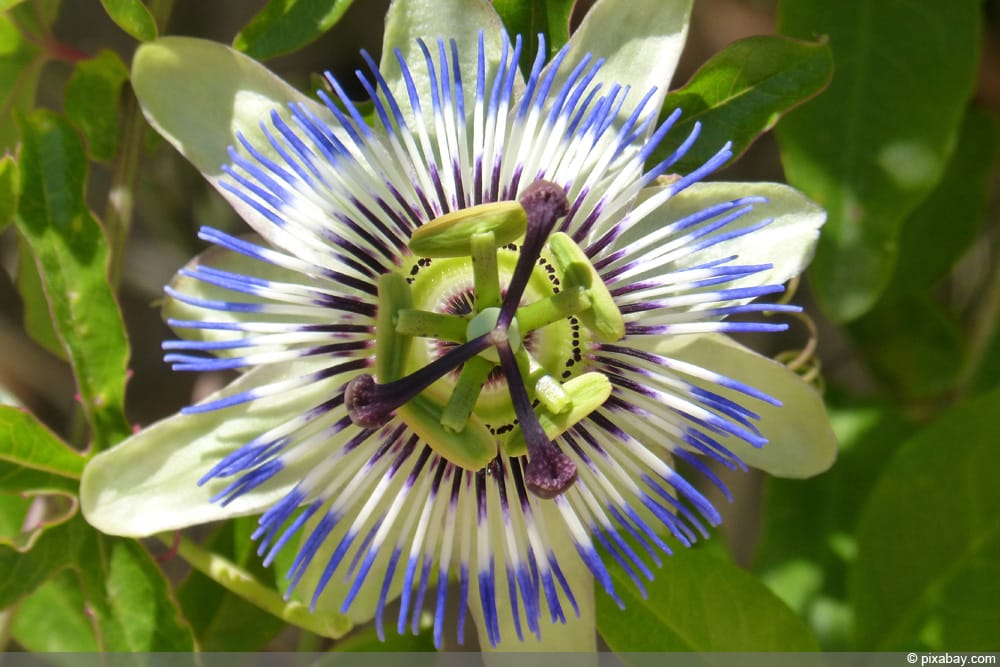 Passiflora caerulea - Passionsblume überwintern