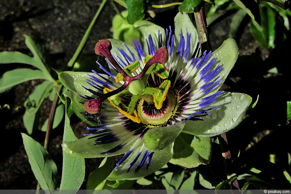 Passionsblume überwintern - Passiflora caerulea