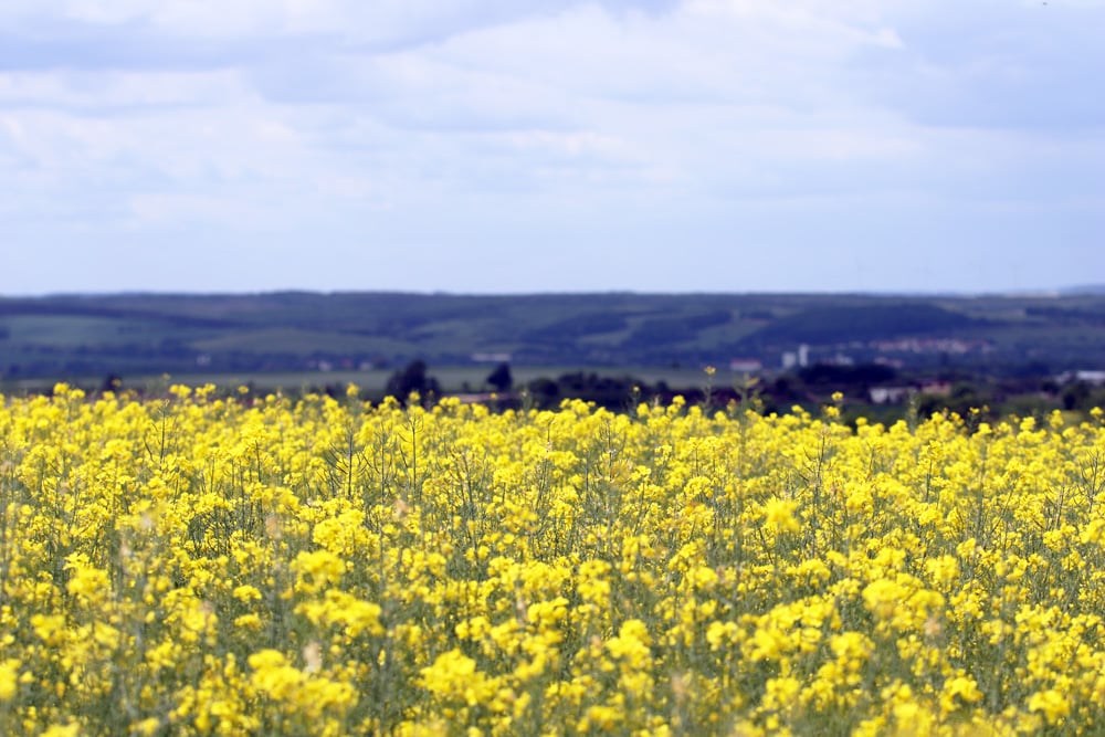 Raps - Brassica napus