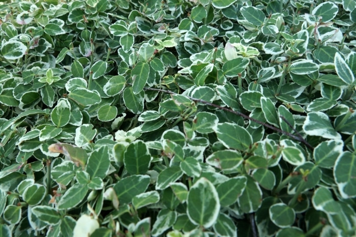 Diese 5 immergrünen Schlingpflanzen sind auch winterhart