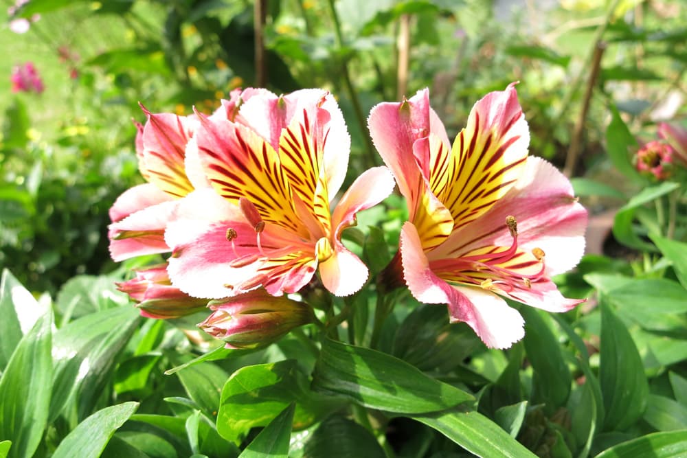 Alstroemeria, Inkalilie