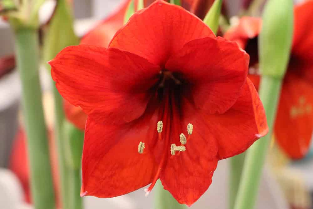 Amaryllis