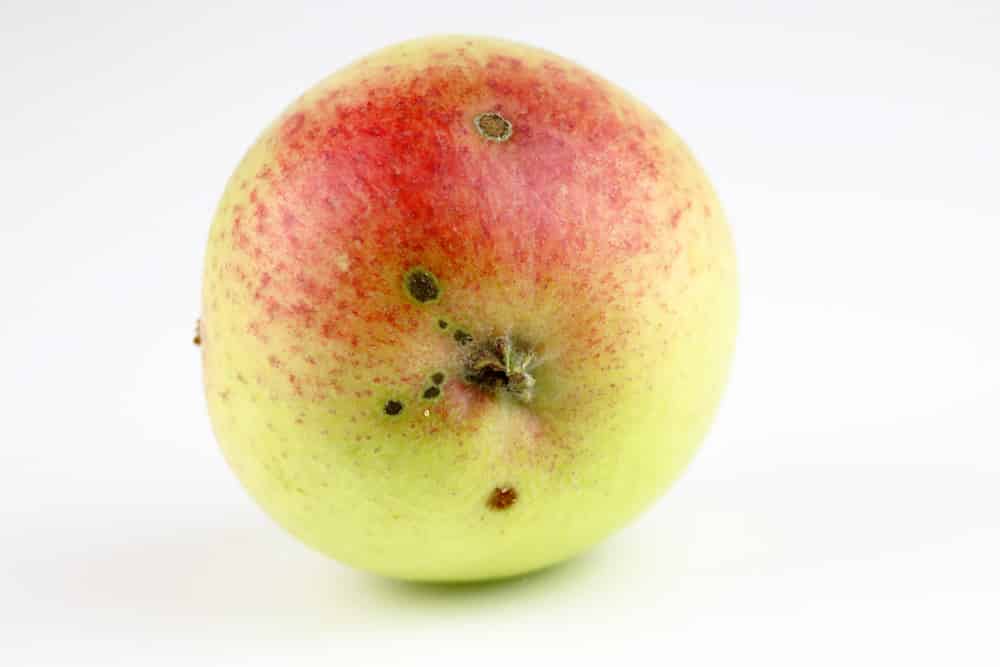 Apfel - Auguster malus Marmelade