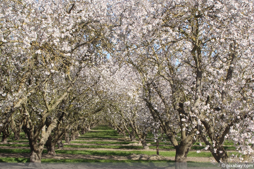 Aprikose - Marille - Prunus armeniaca