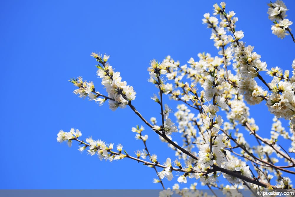 Aprikose - Marille - Prunus armeniaca