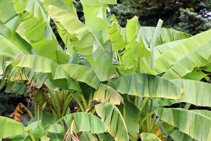 Zierbanane, Musa Banana Pflege und Anleitung zum Überwintern