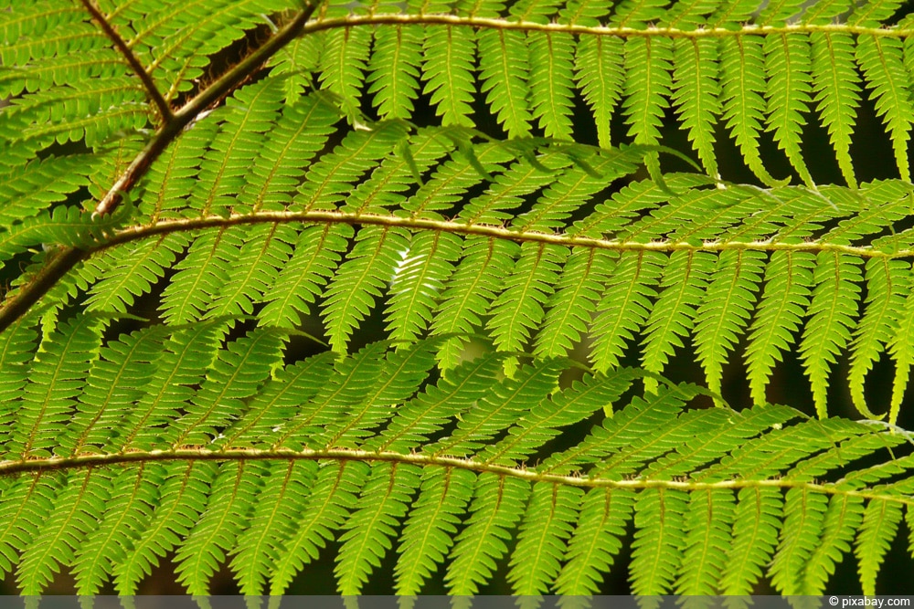 Baumfarn - Cyatheales