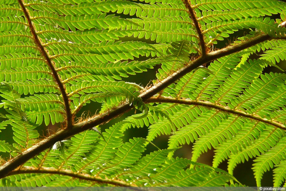 Baumfarn - Cyatheales