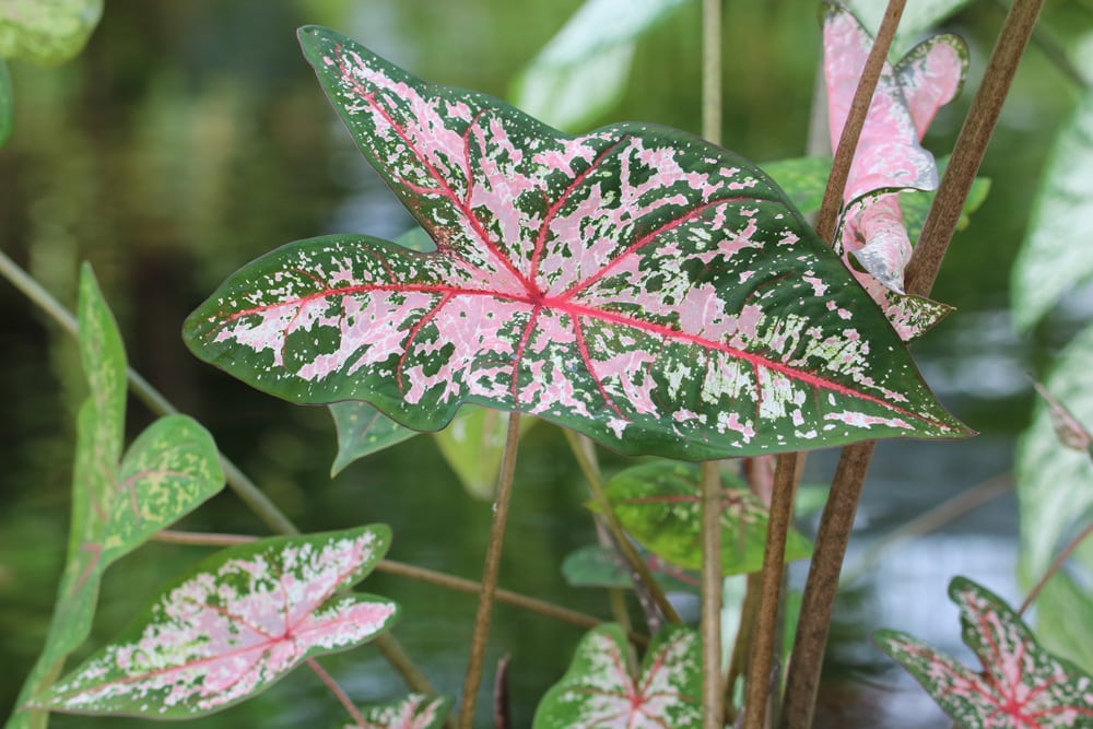 Caladium, Kaladien, Buntwurz