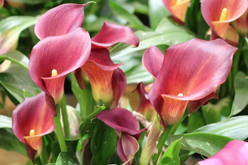 Calla - Zantedeschia