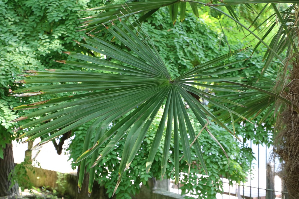 chinesische Hanfpalme - Trachycarpus fortunei