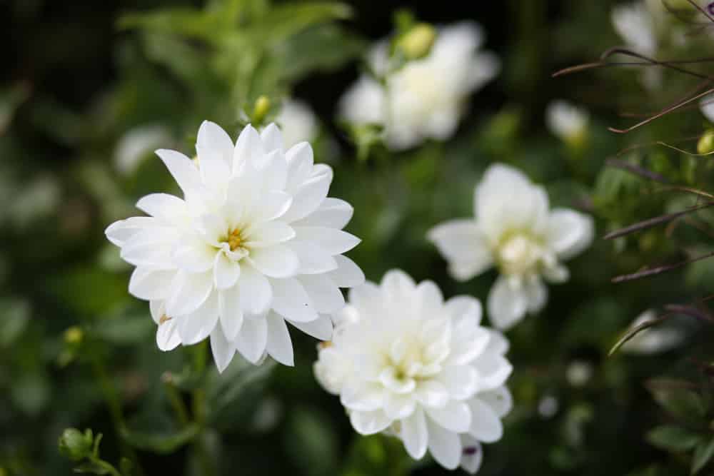 Dahlie - Dahlia hortensis - orchideenbluetig