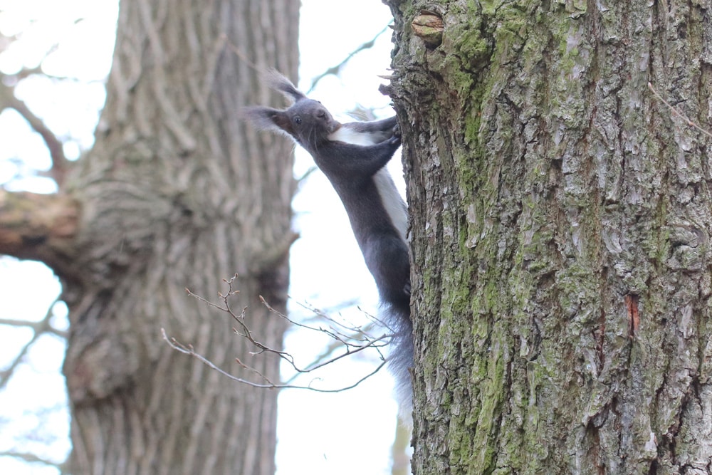 Eichhörnchen im Winter füttern