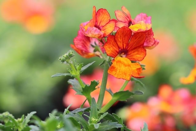 13 Balkonpflanzen für sonnige SüdWestBalkone Balkonblumen
