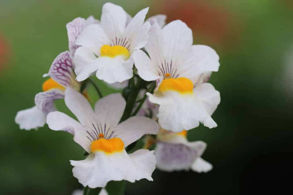 Elfenspiegel, Nemesia