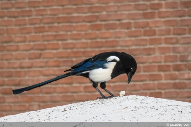 DachsKot im Garten erkennen 6 Merkmale