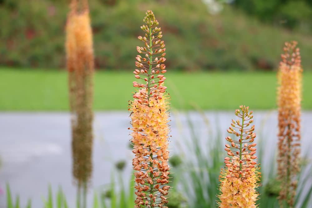 Eremurus, Steppenkerze