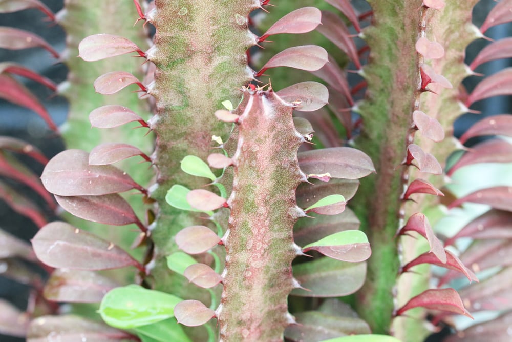 Euphorbia trigona - dreikantige Wolfsmilch