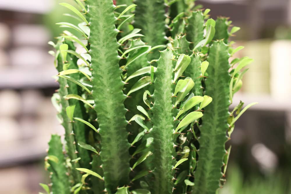 Euphorbia trigona - dreikantige Wolfsmilch