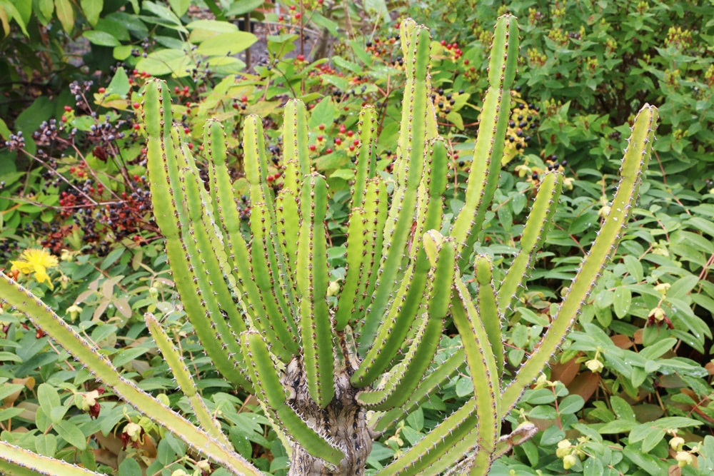 Euphorbia trigona - dreikantige Wolfsmilch