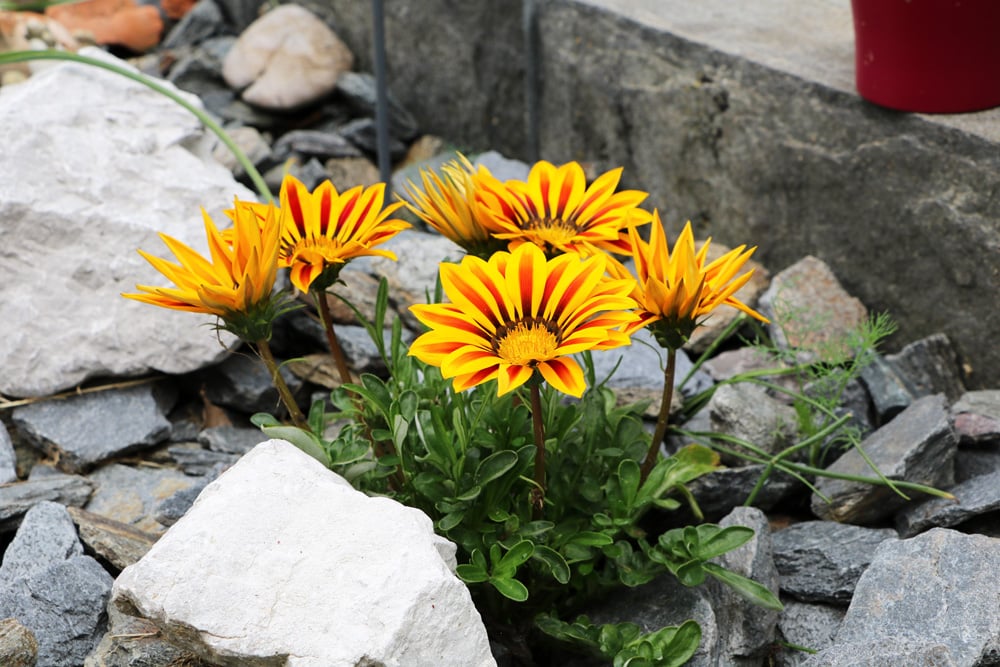 Gazania, Gazanie, Mittagsgold