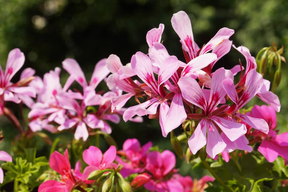 Geranie - Pelargonie - Pelargonium