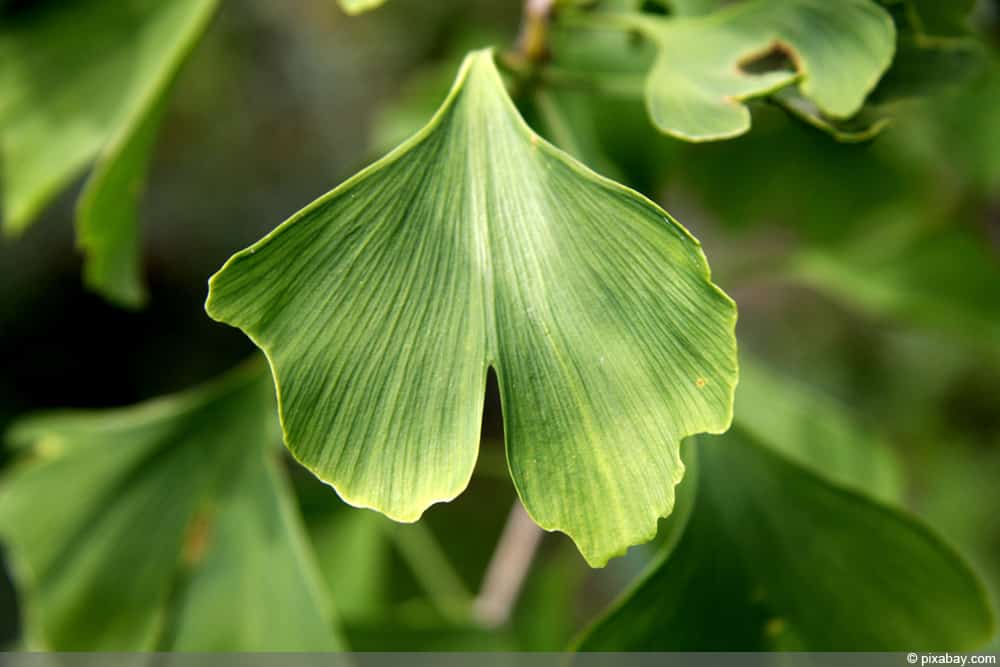 Ginkgo biloba