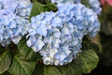 Hortensie 'Endless summer'