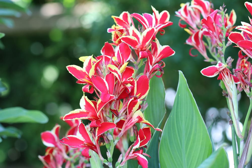 Indisches Blumenrohr - Canna indica