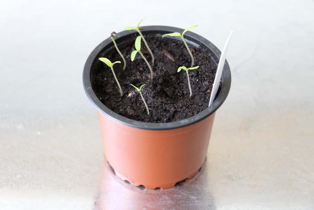 junge Tomatenpflanze