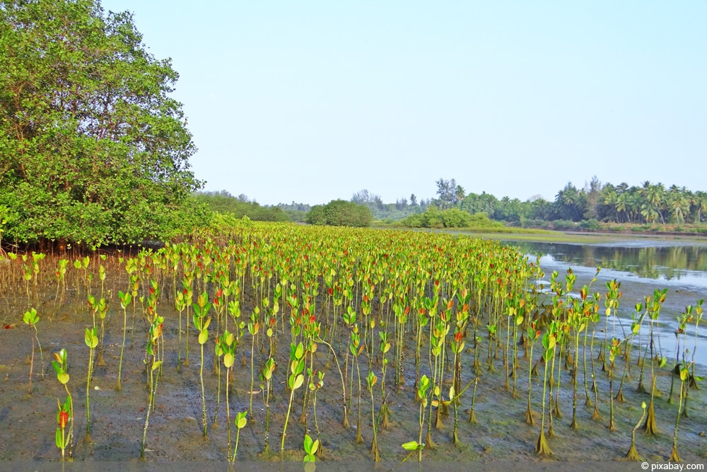 Mangrove