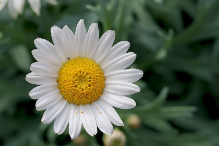 Margeriten überwintern im Topf Sind Margeritenstämmchen winterhart