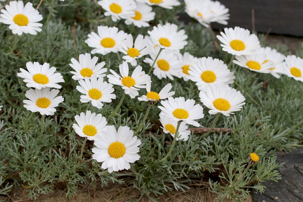 Margeriten überwintern