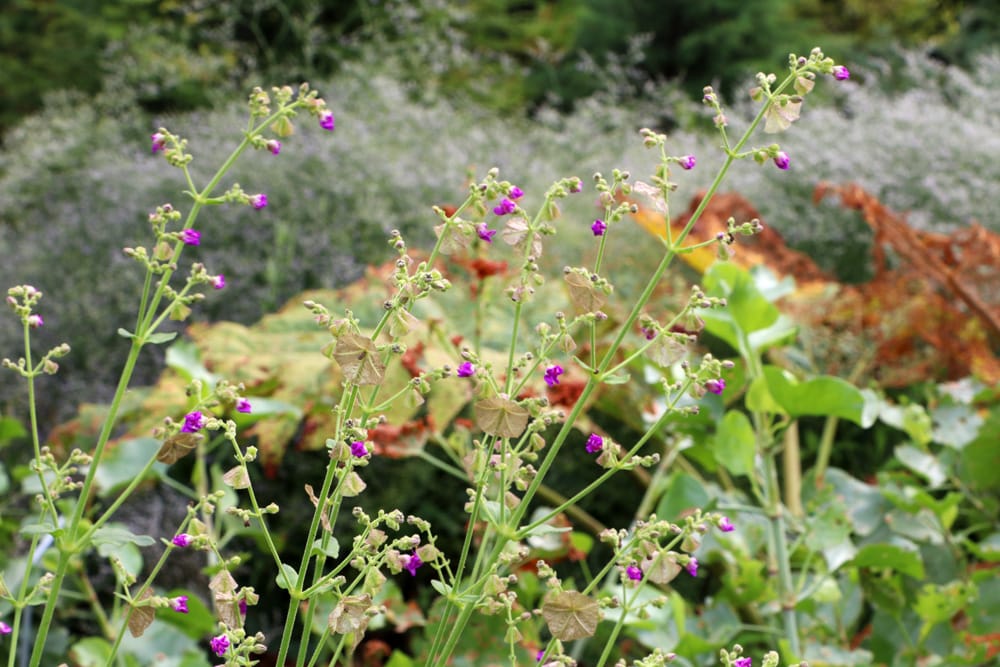 Mirabilis longiflora, Wunderblume