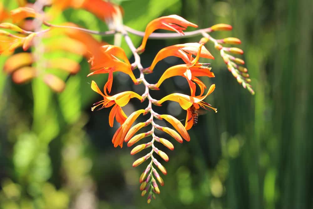 Montbretie - Crocosmia