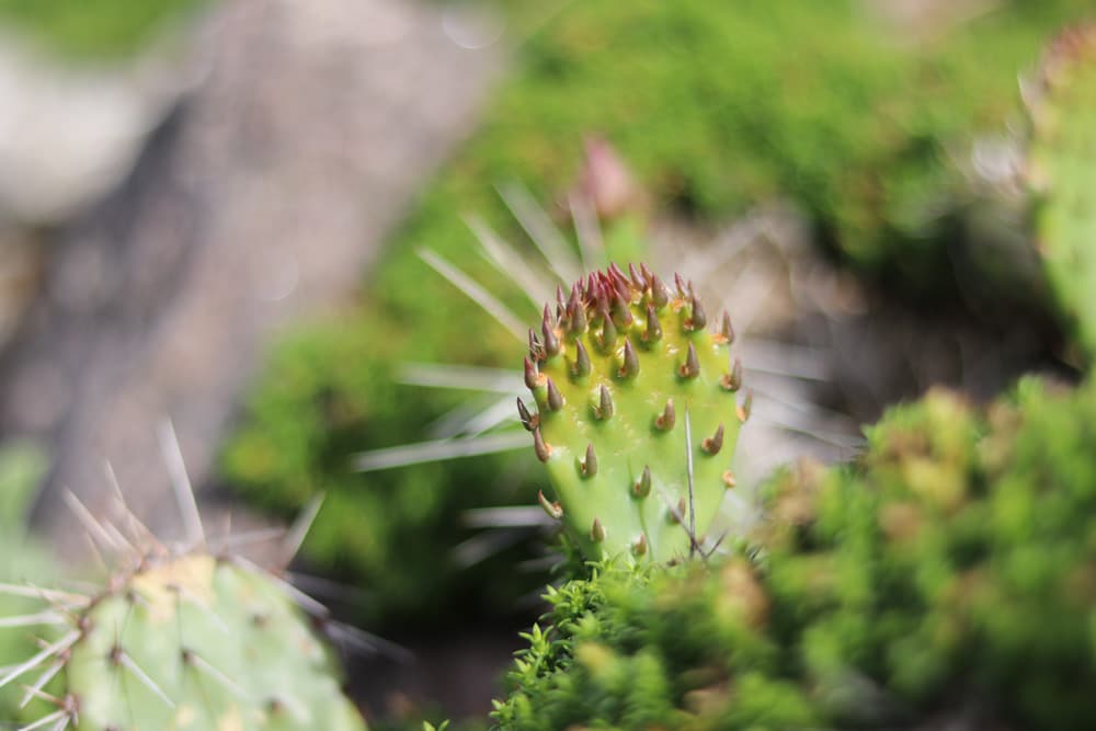 Opuntia phaeacantha, Schwarzbraundorniger Feigenkaktus