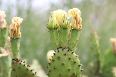 Opuntien - Opuntia