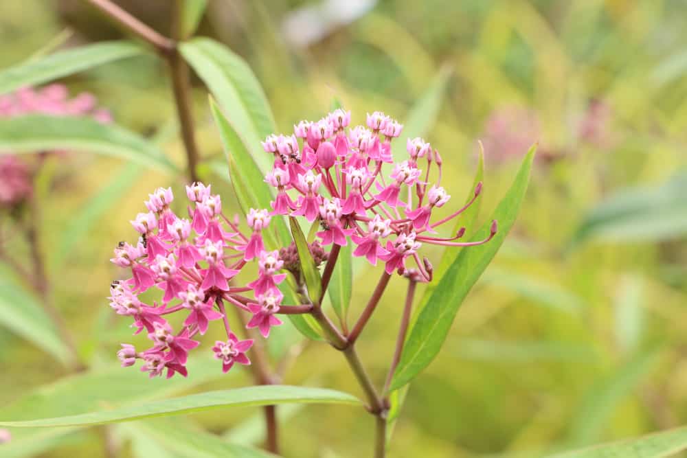 Papageienpflanze - Asclepias - Seidenpflanze