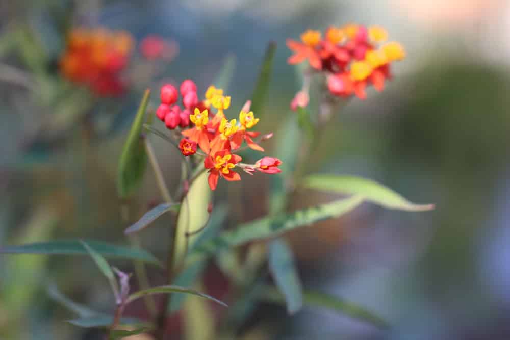 Papageienpflanze - Asclepias - Seidenpflanze