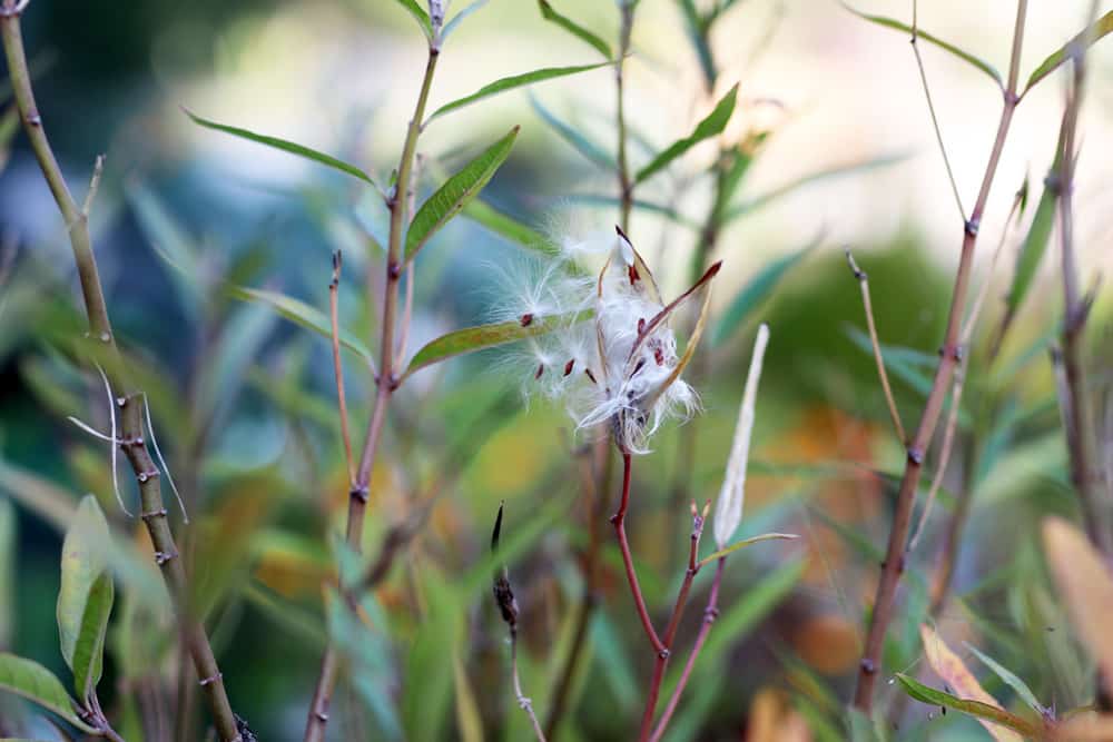 Papageienpflanze - Asclepias - Seidenpflanze