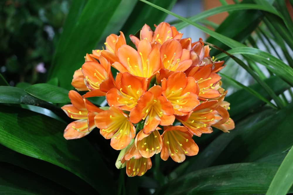 Riemenblatt - Clivia