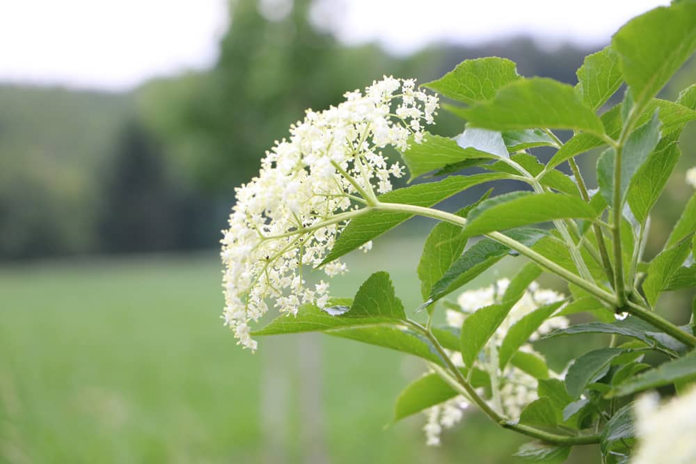 Holunderblüte