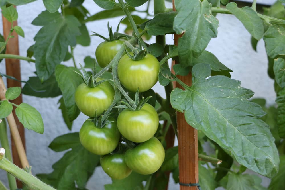 grüne Tomaten nachreifen lassen