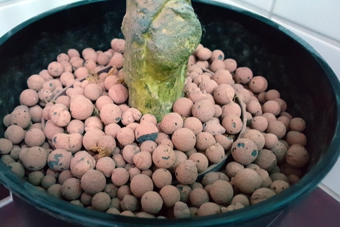 Lavagranulat für Pflanzen Lavasteine im Garten verwenden