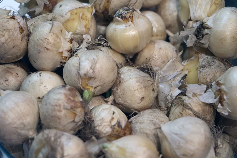 Blumenzwiebeln: ausgraben und richtig lagern - das ist zu beachten -  Hausgarten.net