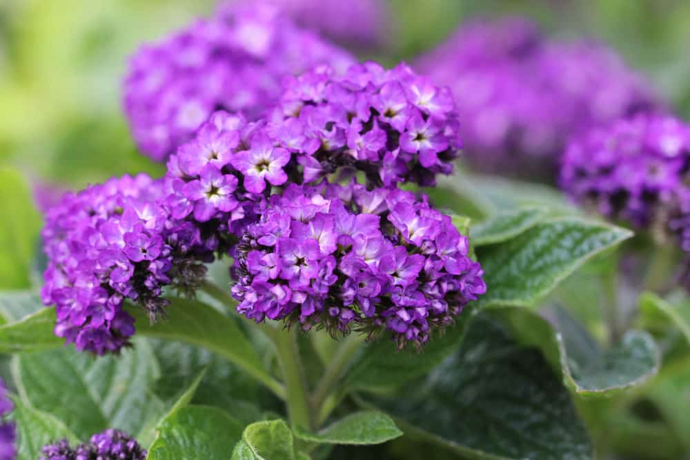 Vanilleblume berwintern - Anleitung | Ist sie winterhart? - Hausgarten.net