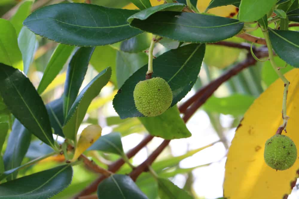 westlicher Erdbeerbaum - Arbutus unedo